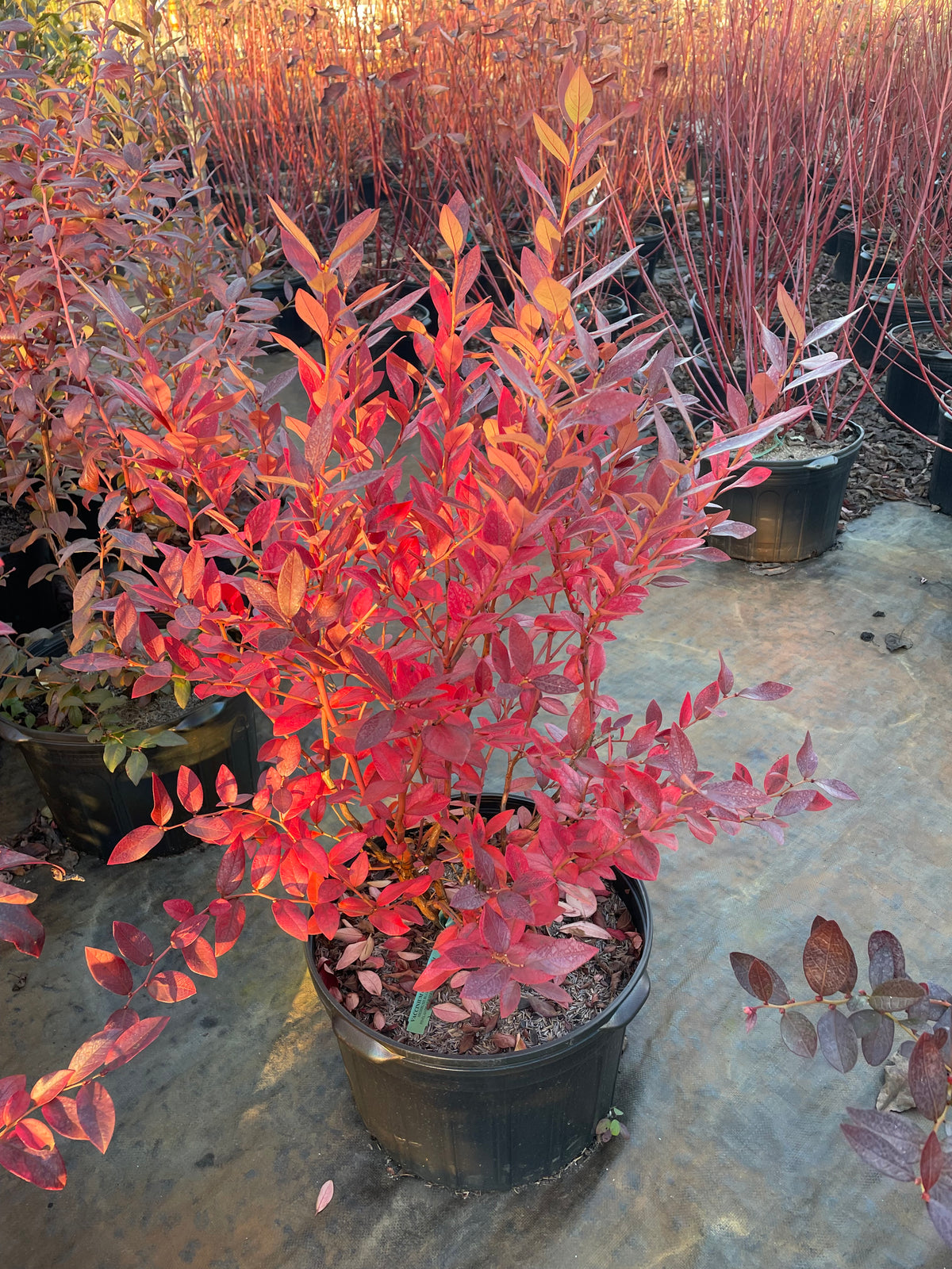 Vaccinium corymbosum (Highbush Blueberry)