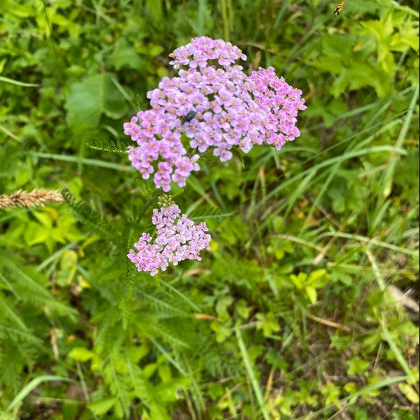 103: Northeast Wildflower Mix