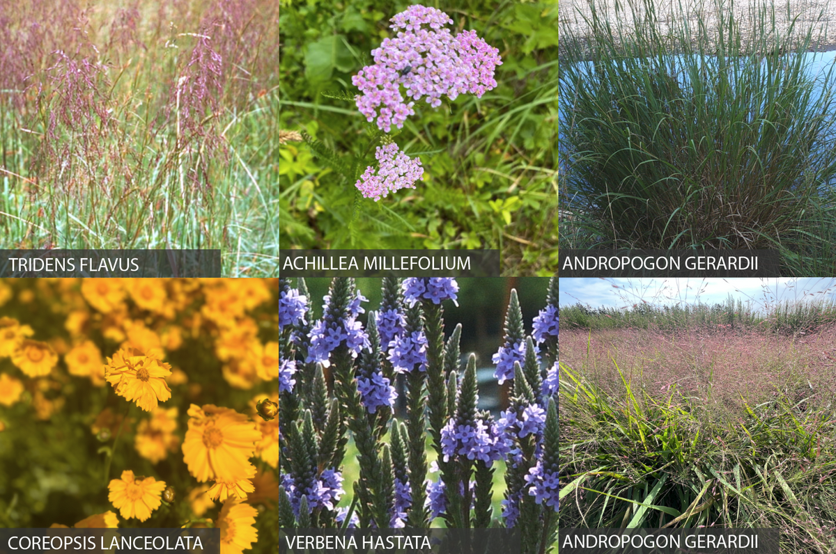 941: Deer Resistant Upland Meadow Mix
