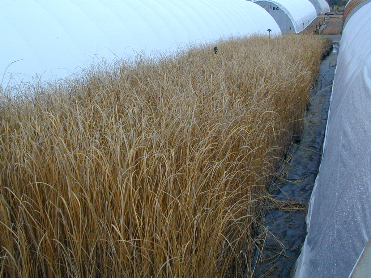 Spartina cynosuroides (Big Cordgrass)