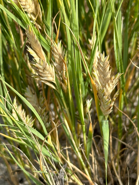 Distichlis spicata (Spike Grass)