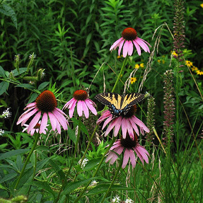 Echinacea purpurea (Purple Coneflower)