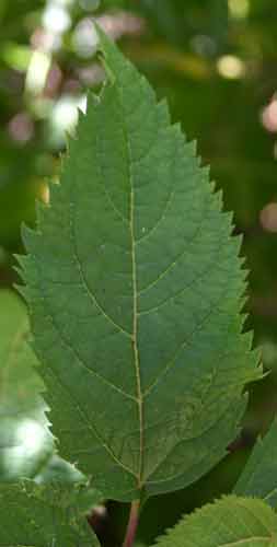 Eutrochium purpureum (Purple Joe-Pye Weed)
