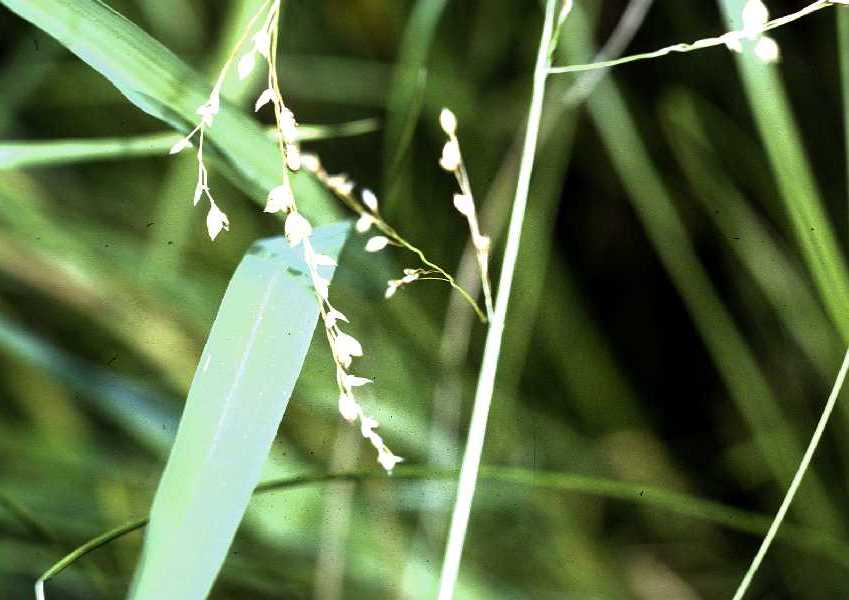 Glyceria canadensis (Rattlesnake Grass)