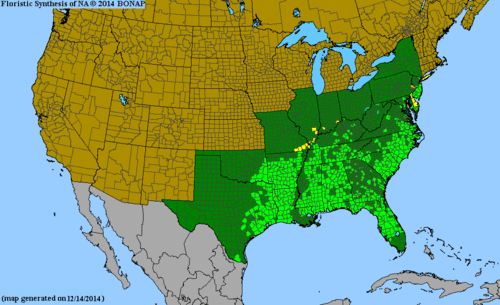Helianthus angustifolius (Swamp Sunflower)