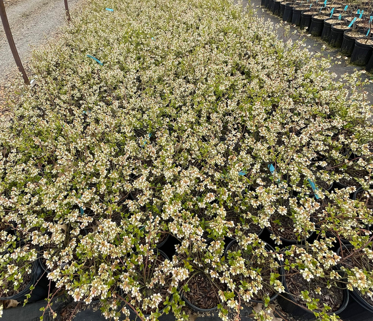 Vaccinium angustifolium (Lowbush Blueberry)