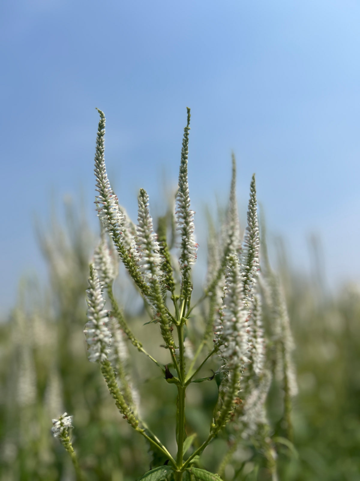 Veronicastrum virginicum (Culver's Root)