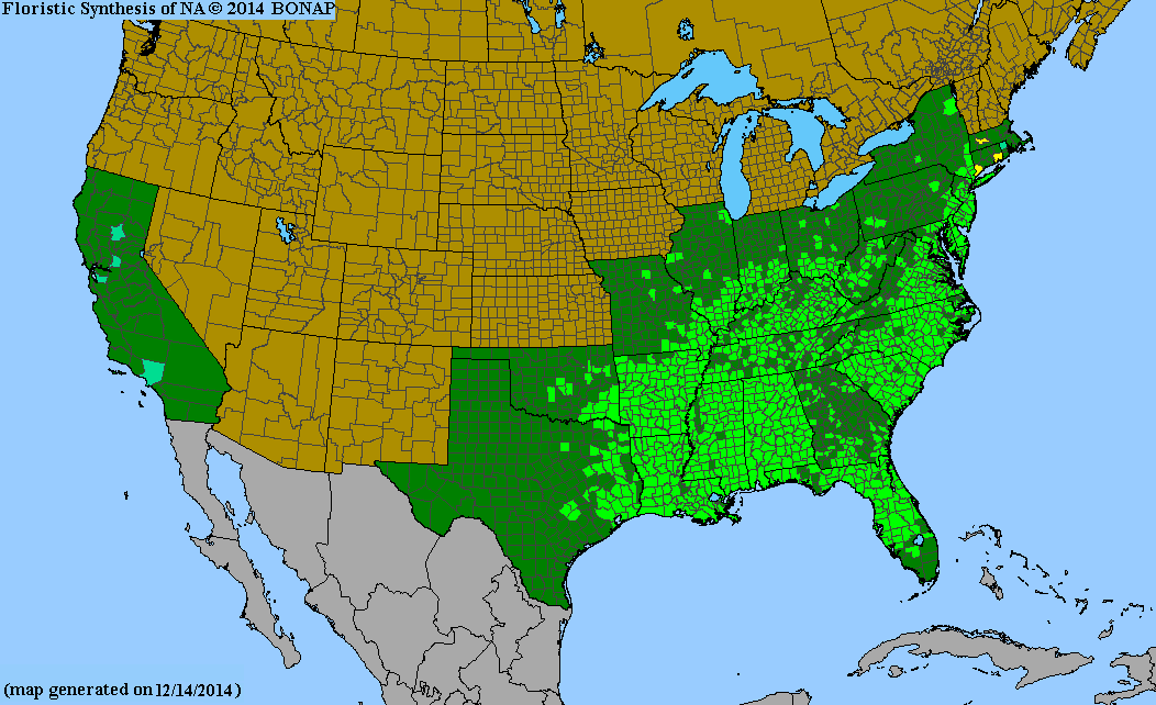 Liquidambar styraciflua (Sweetgum)