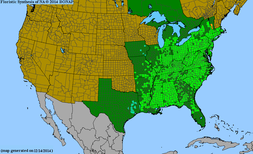 Liriodendron tulipifera (Tulip Poplar)