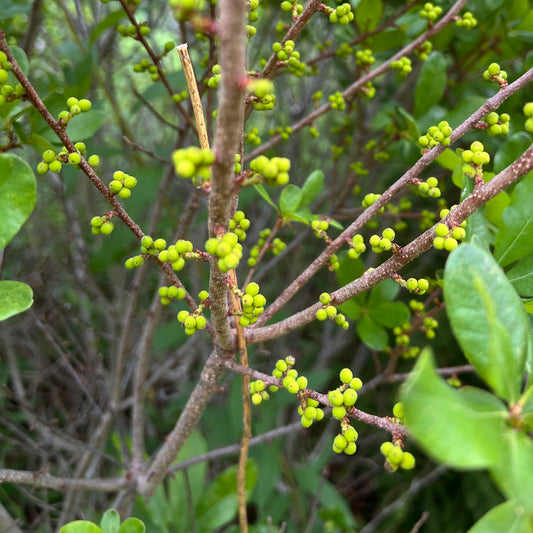 Morella pensylvanica (Northern Bayberry)