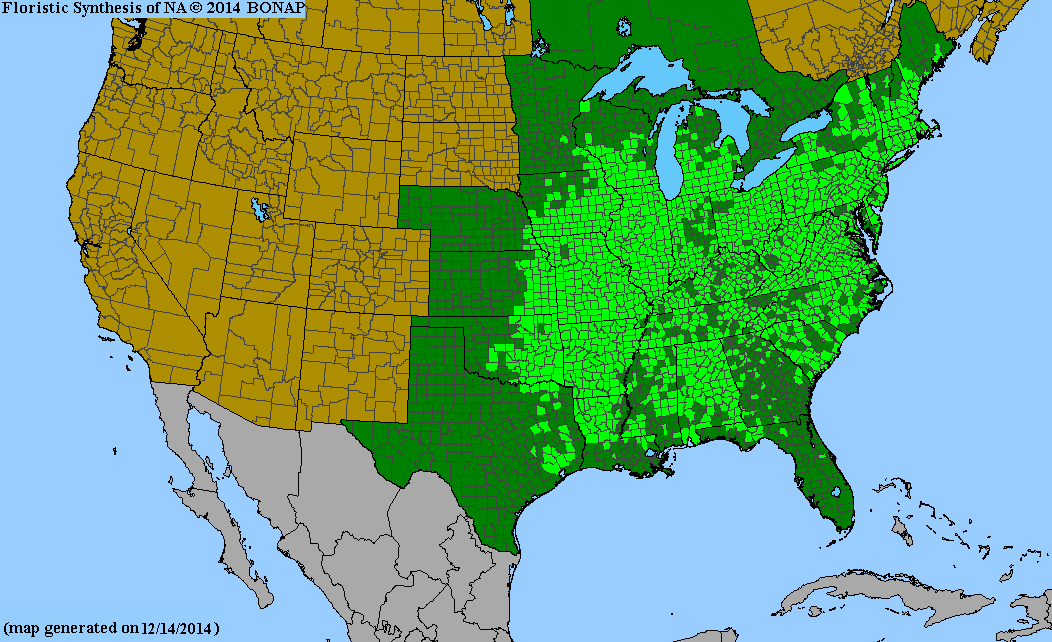 Quercus velutina (Black Oak)