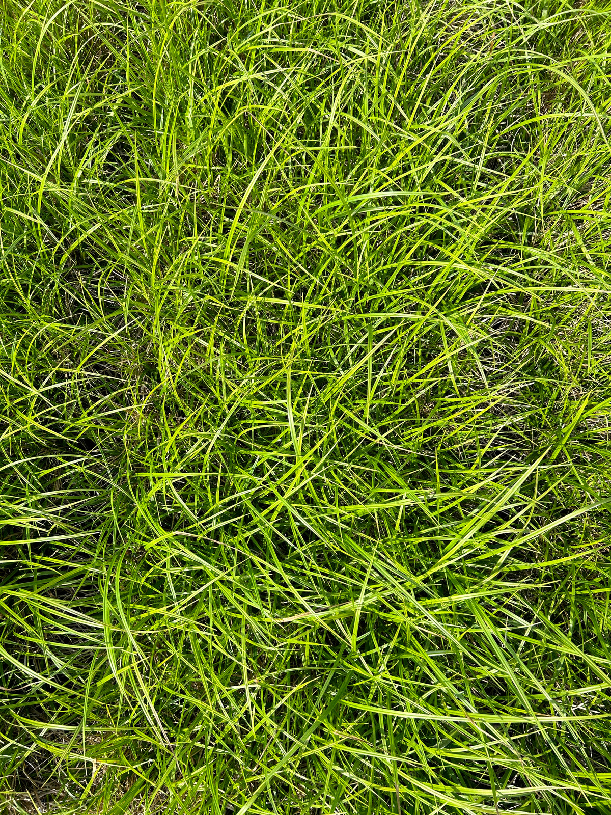 Schoenoplectus atrovirens (Green Bulrush)