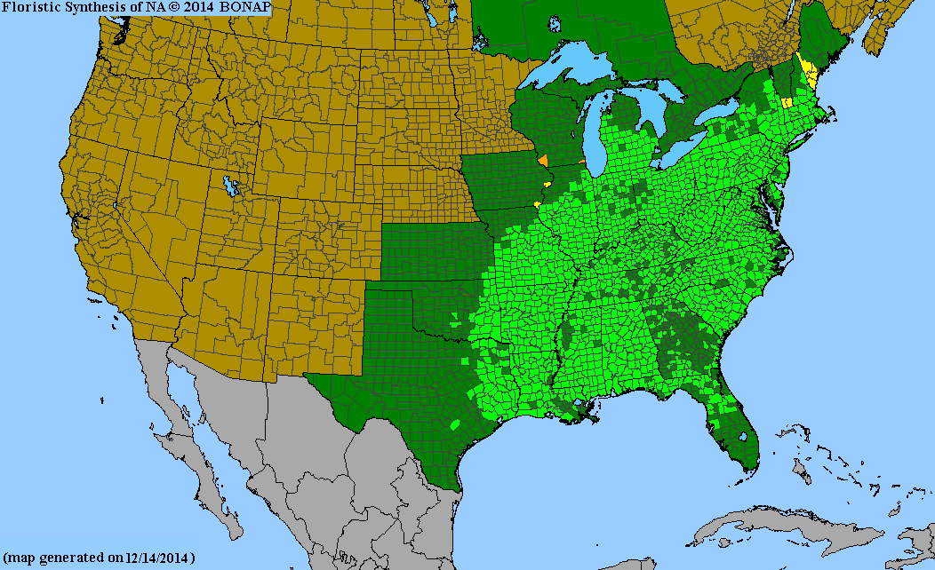 Sassafras albidum (Sassafras)
