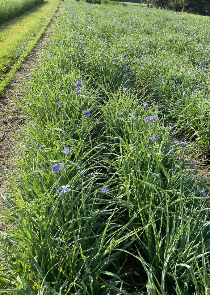 Tradescantia ohiensis (Ohio Spiderwort)