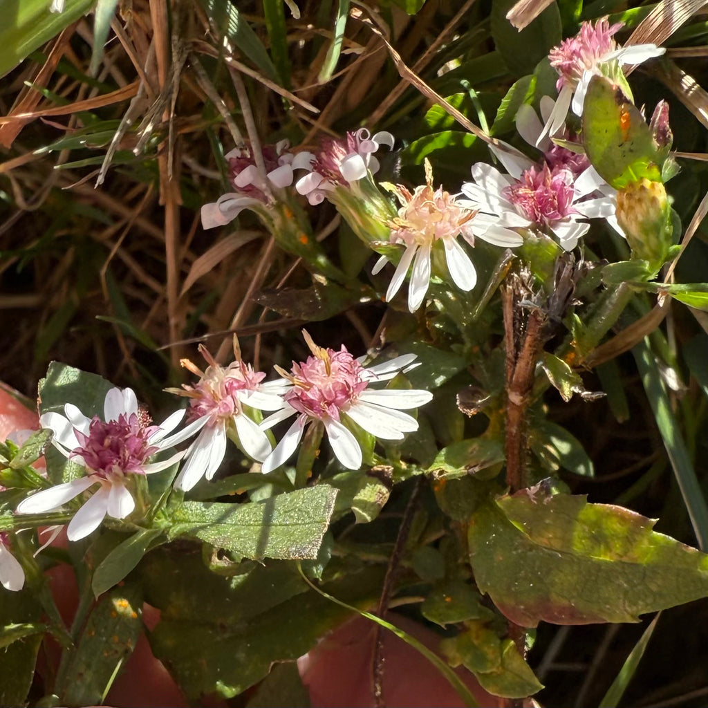 Symphyotrichum lateriflorum (Calico Aster)