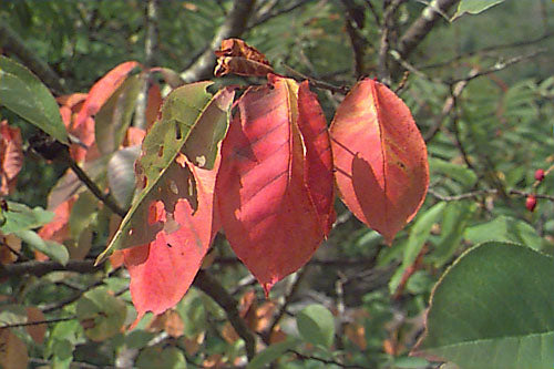 Viburnum lenatgo (Nannyberry)