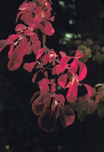 Viburnum prunifolium (Blackhaw Viburnum)