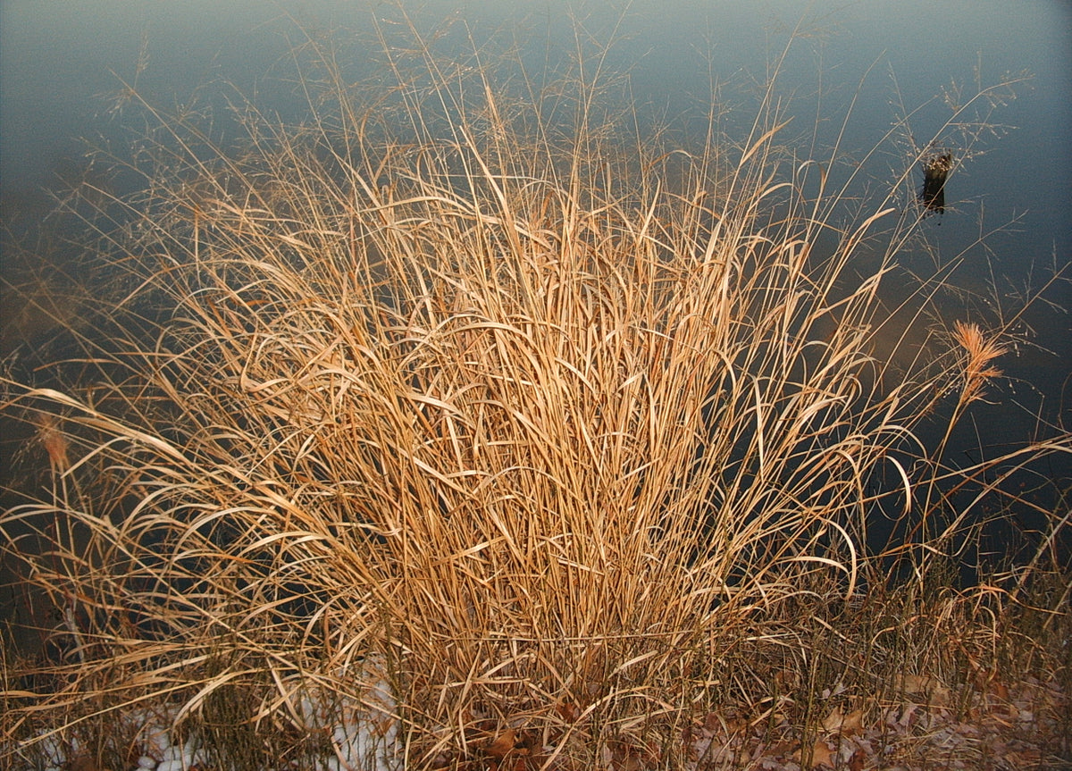 Panicum virgatum (Switchgrass)