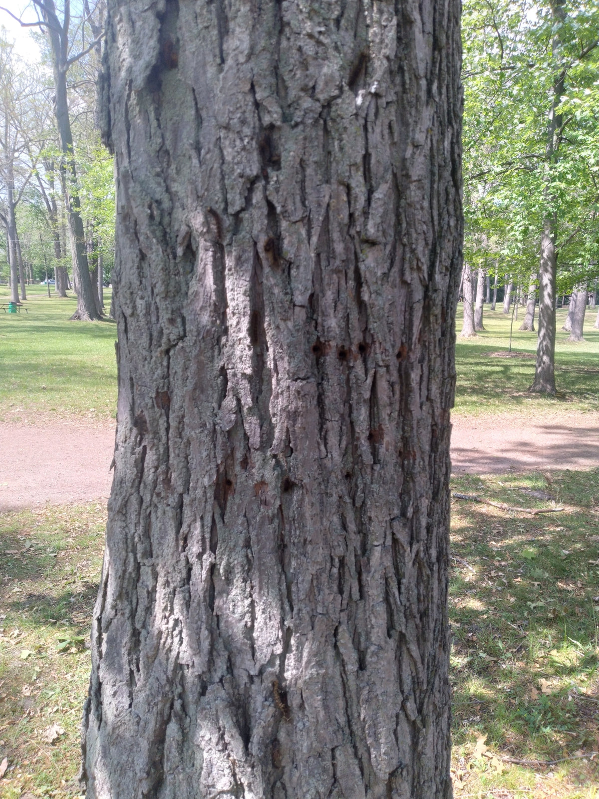 Carya glabra (Pignut Hickory)
