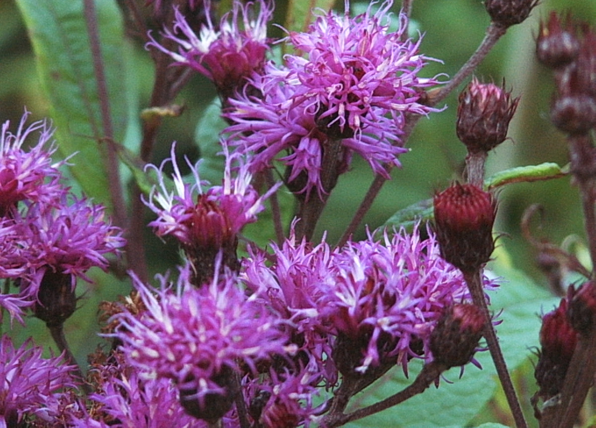 Vernonia noveboracensis (New York Ironweed)