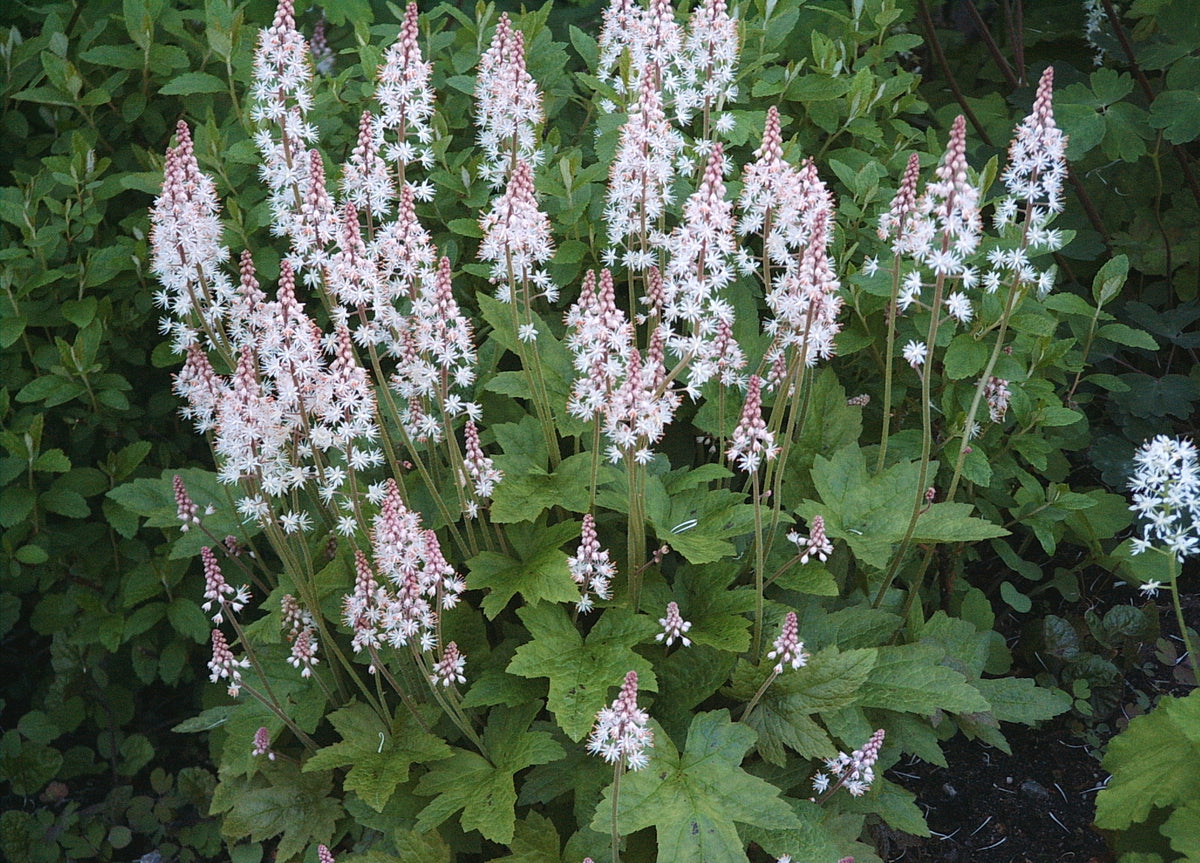 Tiarella cordifolia (Foam-Flower)