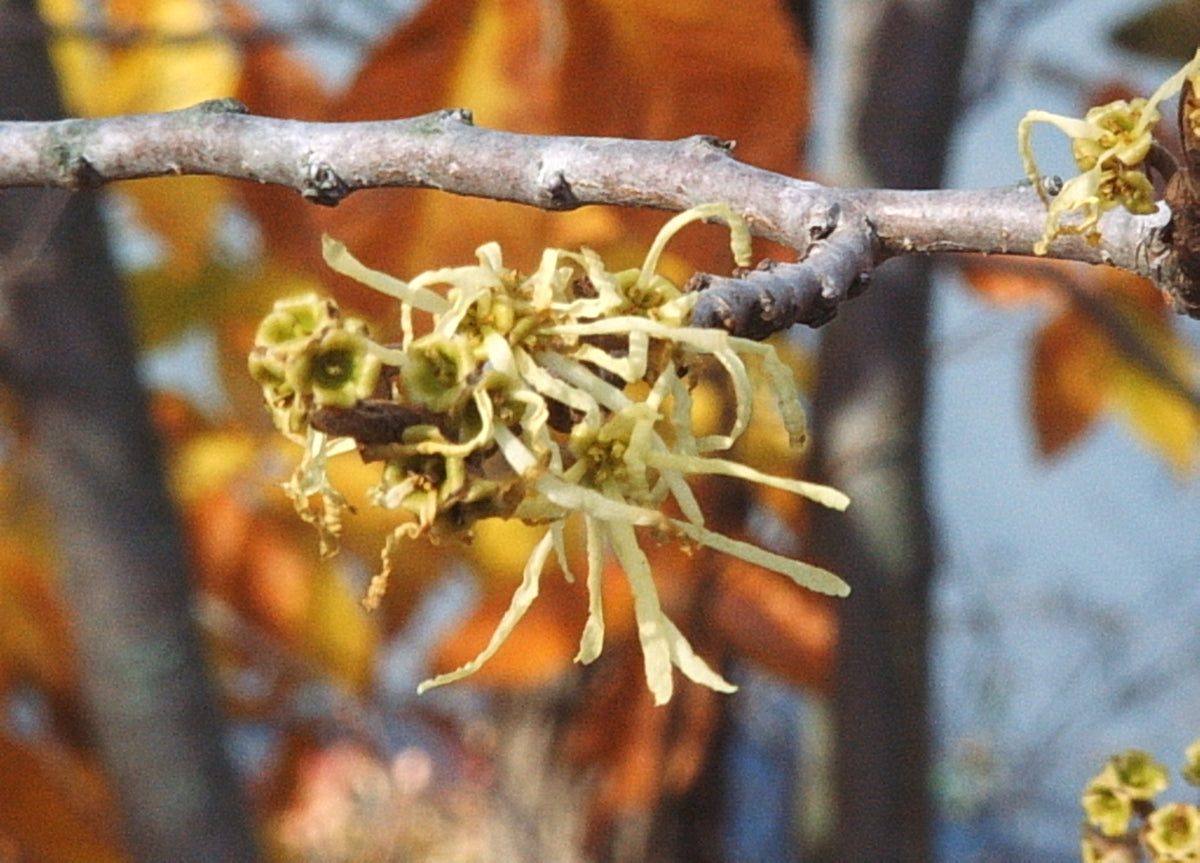 Hamamelis virginiana (Witch Hazel)