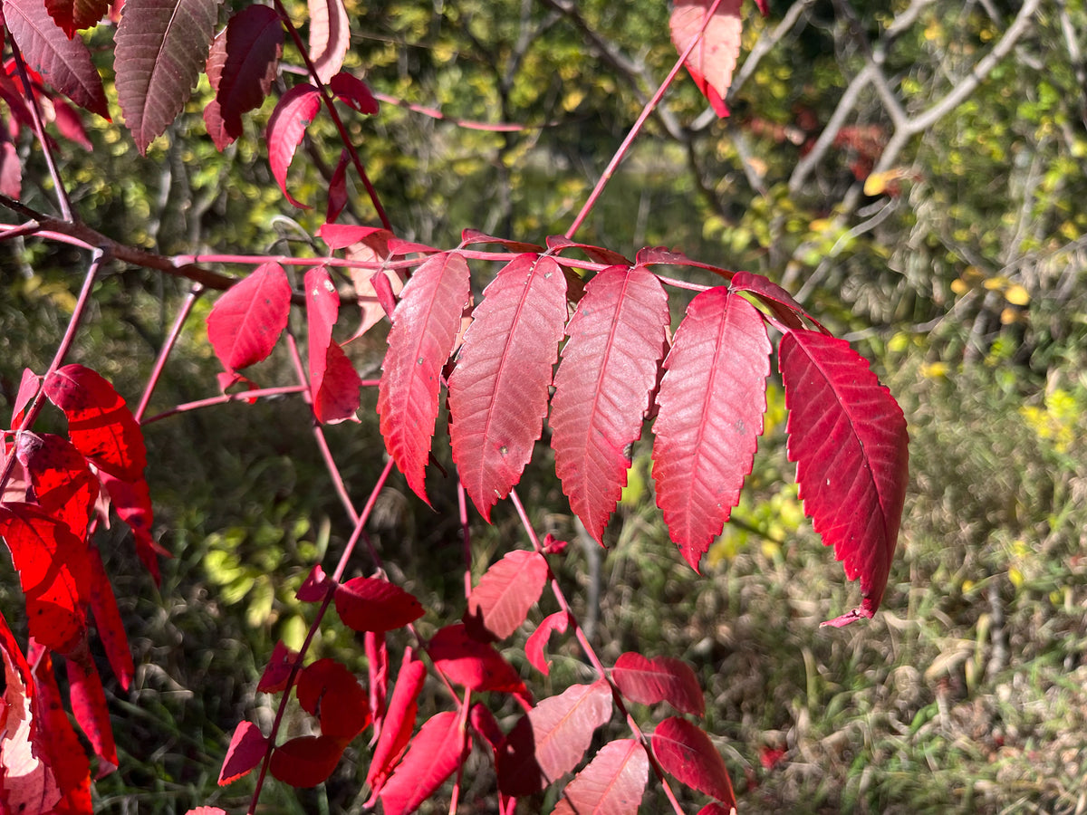 Rhus glabra (Smooth Sumac)