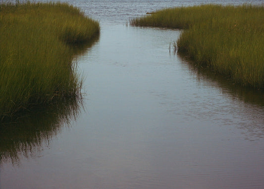 Spartina alterniflora (Smooth Cordgrass)