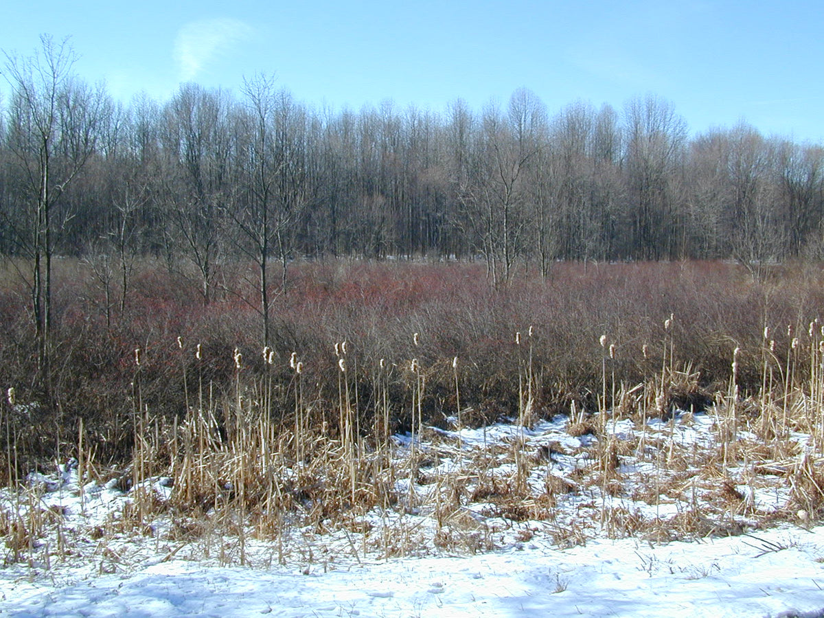 Typha latifolia (Broadleaf Cattail)