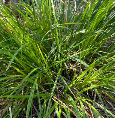 Graminoids