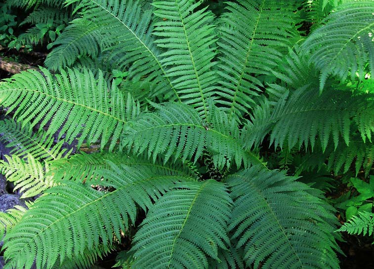 Ferns