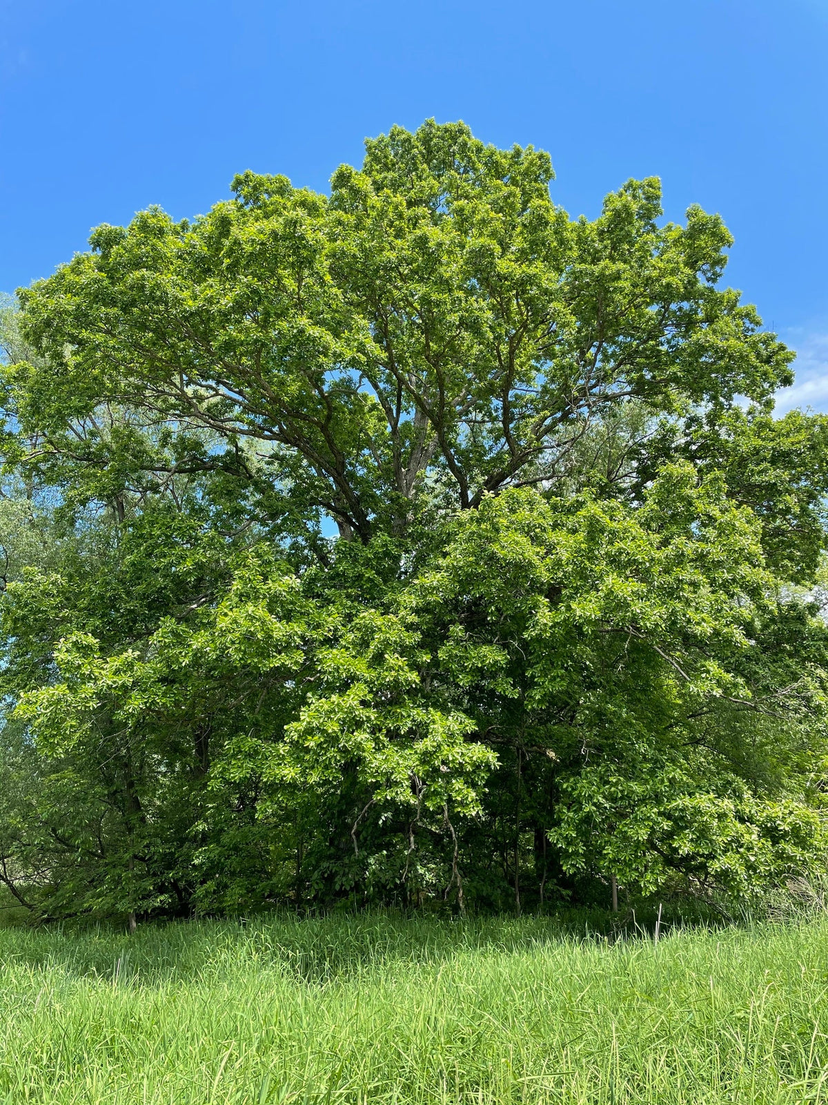 Streambank Buffer Trees