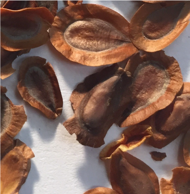 Individual Seed