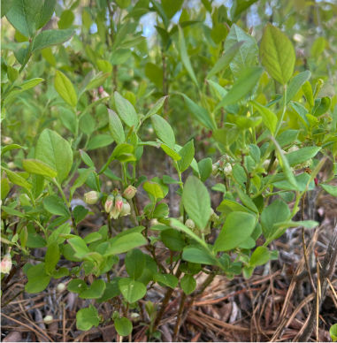 Shrubs