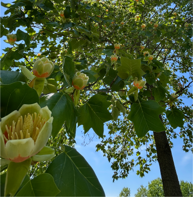 Trees