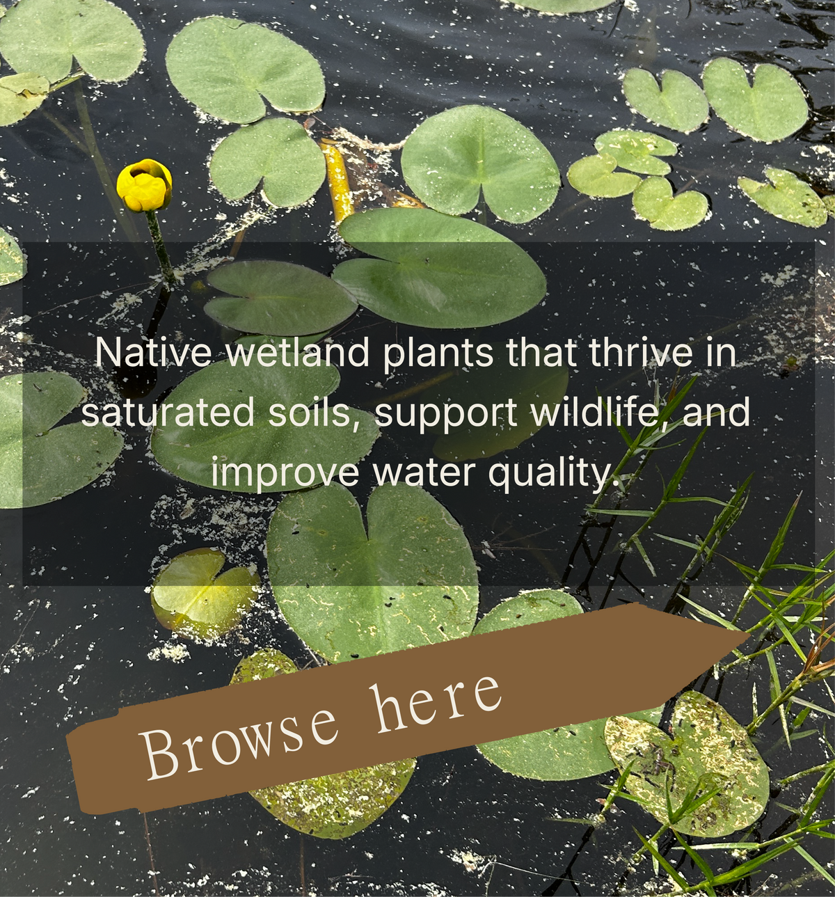 Wetland Plants