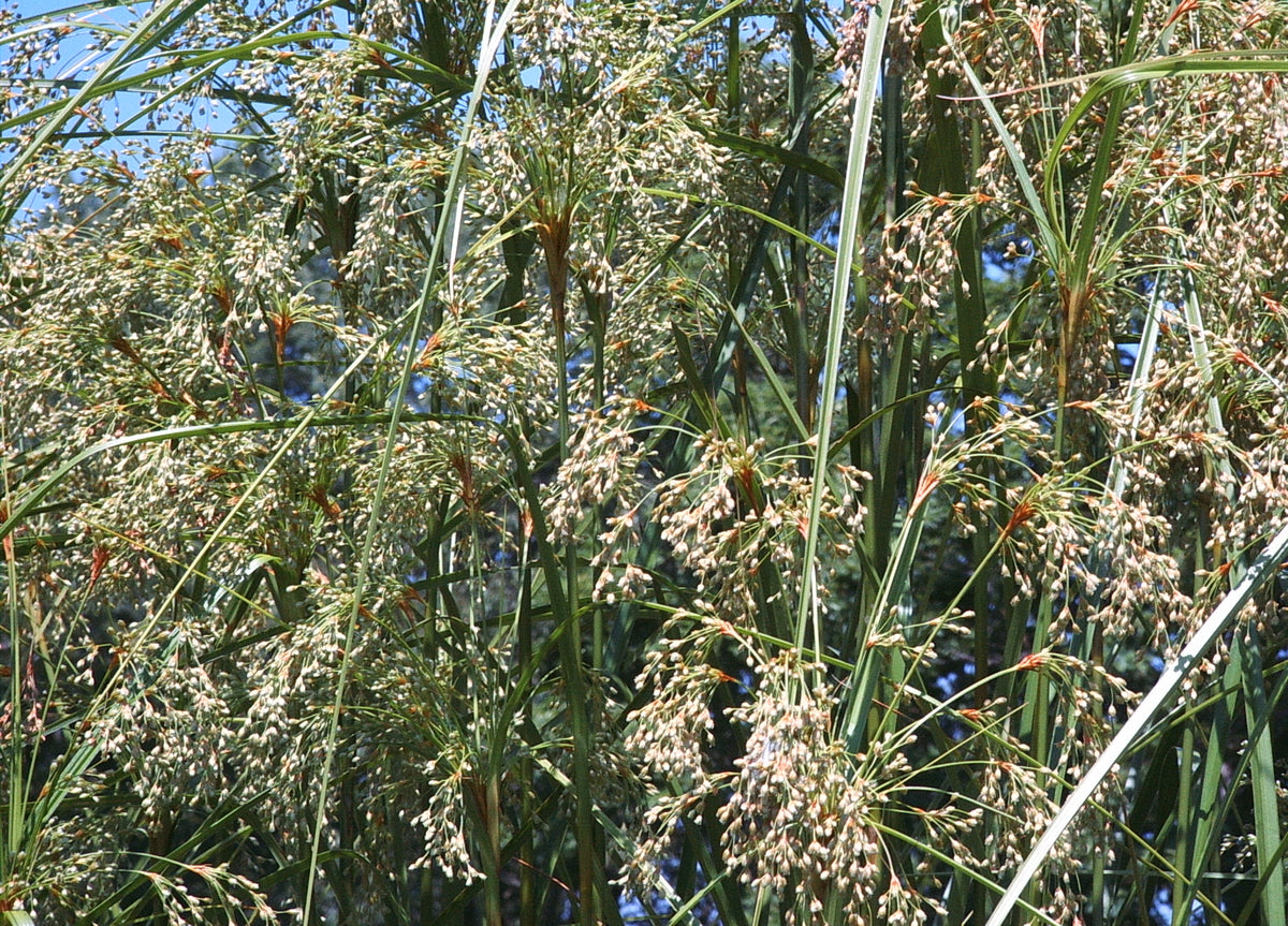 Schoenoplectus cyperinus (Woolgrass)