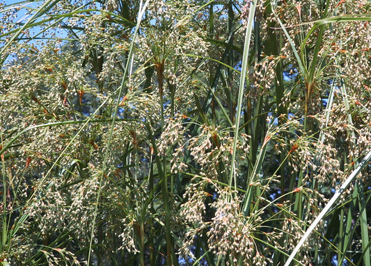 Schoenoplectus cyperinus (Woolgrass)