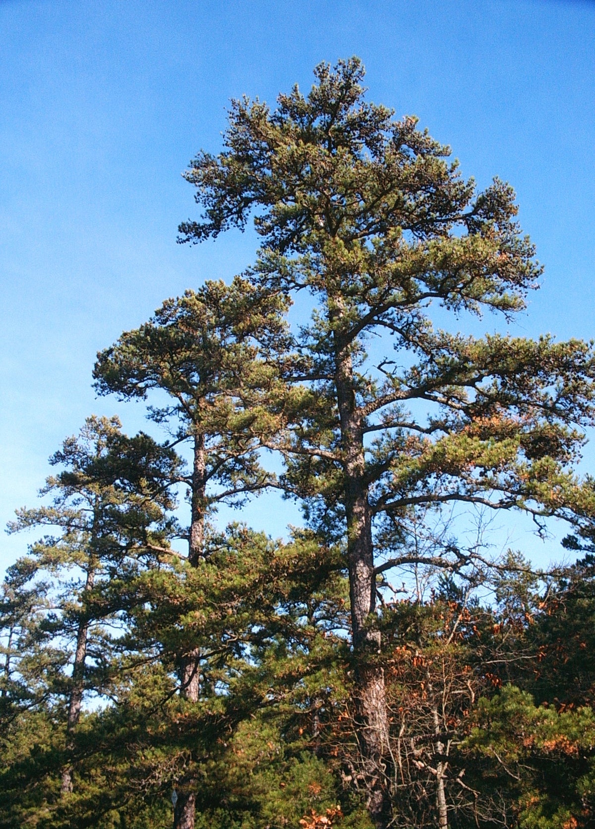 Pinus echinata (Shortleaf Pine)