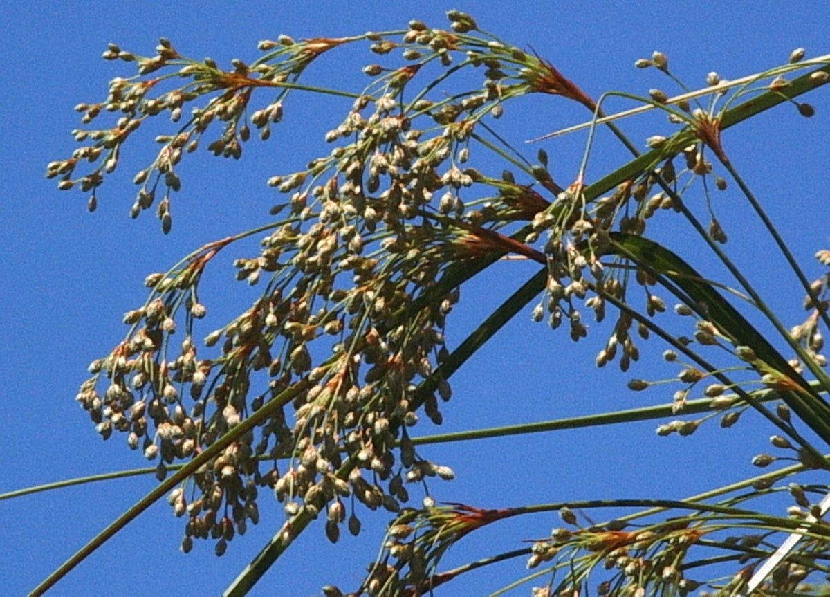 Schoenoplectus cyperinus (Woolgrass)