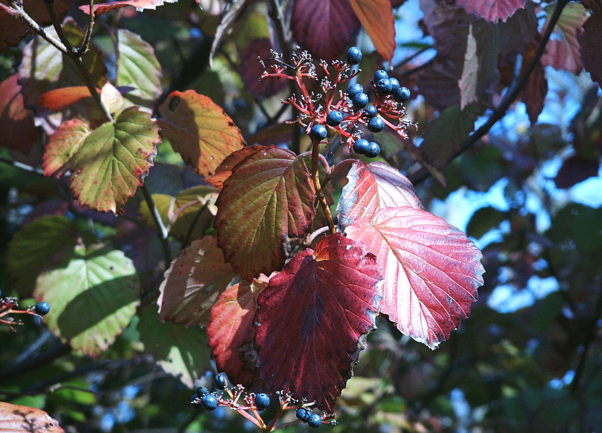 Viburnum dentatum (Arrowwood Viburnum)