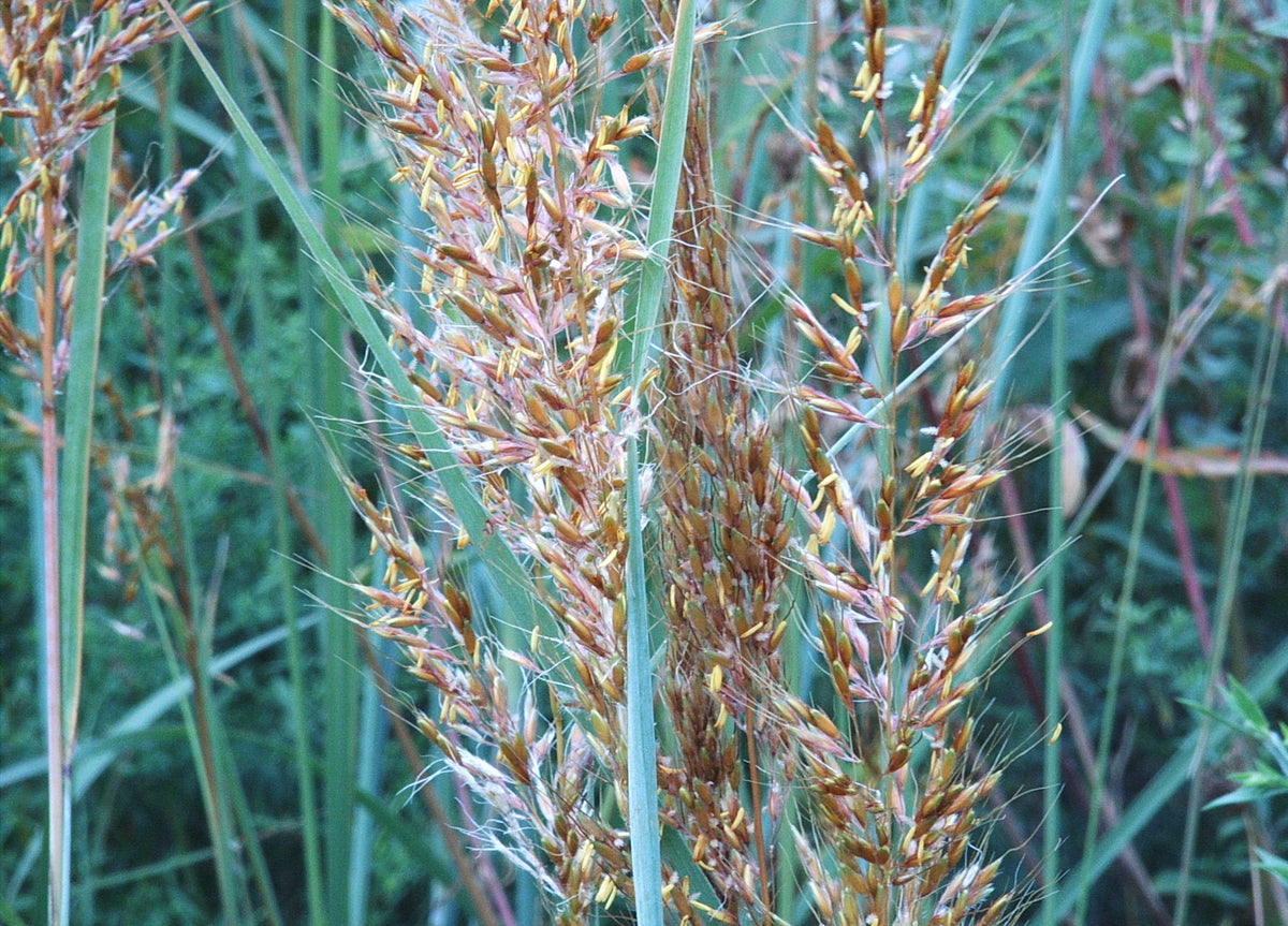 Sorghastrum nutans (Indiangrass)