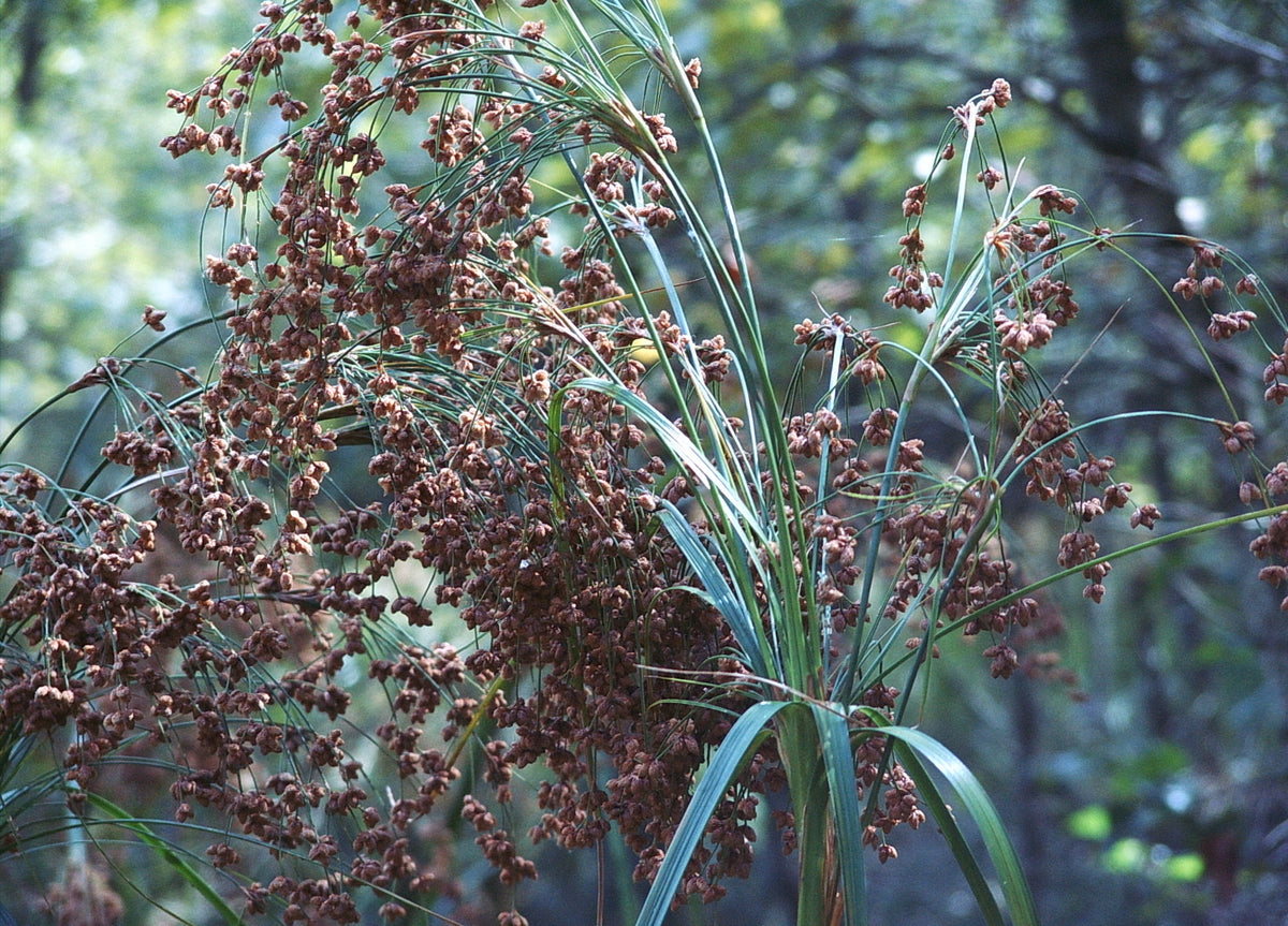 Schoenoplectus cyperinus (Woolgrass)