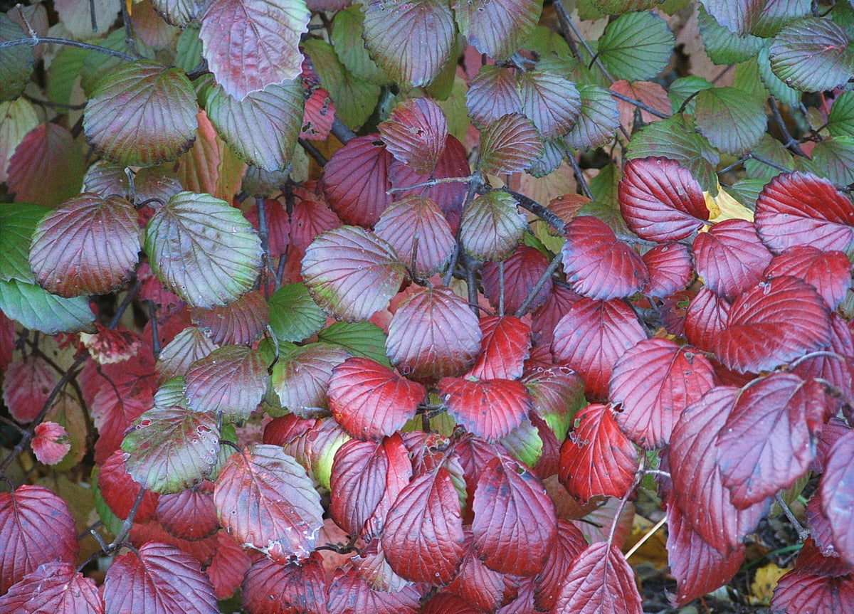 Viburnum dentatum (Arrowwood Viburnum)