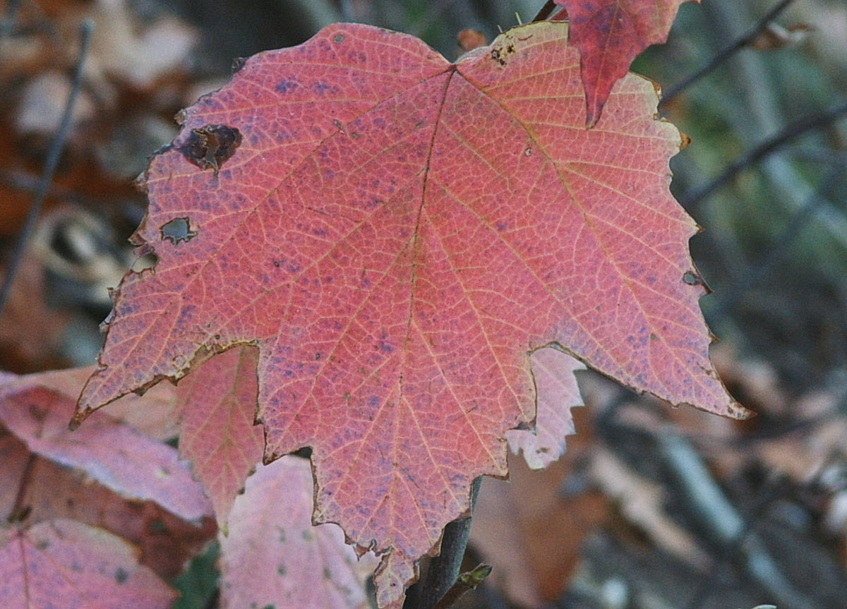 Viburnum acerifolium (Mapleleaf Viburnum)