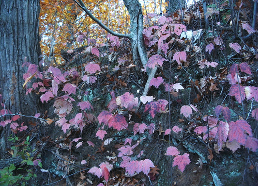 Viburnum acerifolium (Mapleleaf Viburnum)
