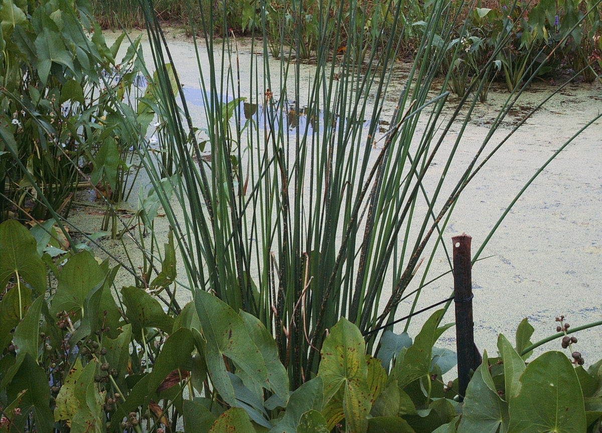 Schoenoplectus tabernaemontanii (Soft-Stem Bulrush)