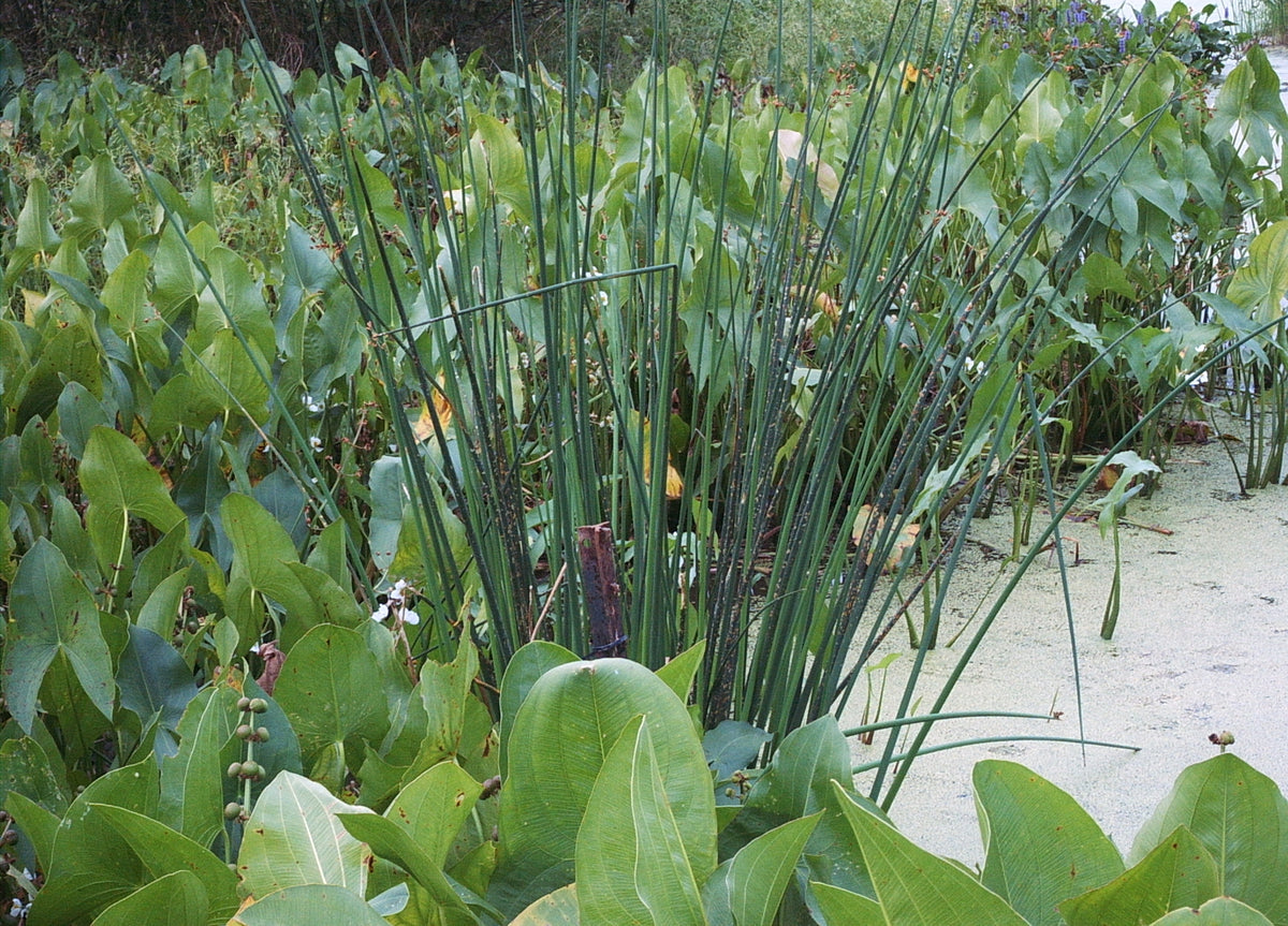 Schoenoplectus tabernaemontanii (Soft-Stem Bulrush)
