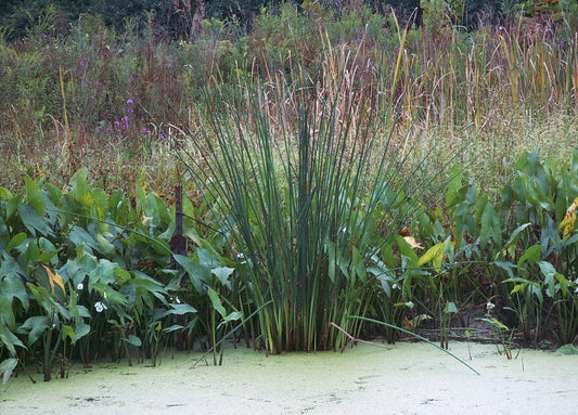 Schoenoplectus tabernaemontanii (Soft-Stem Bulrush)