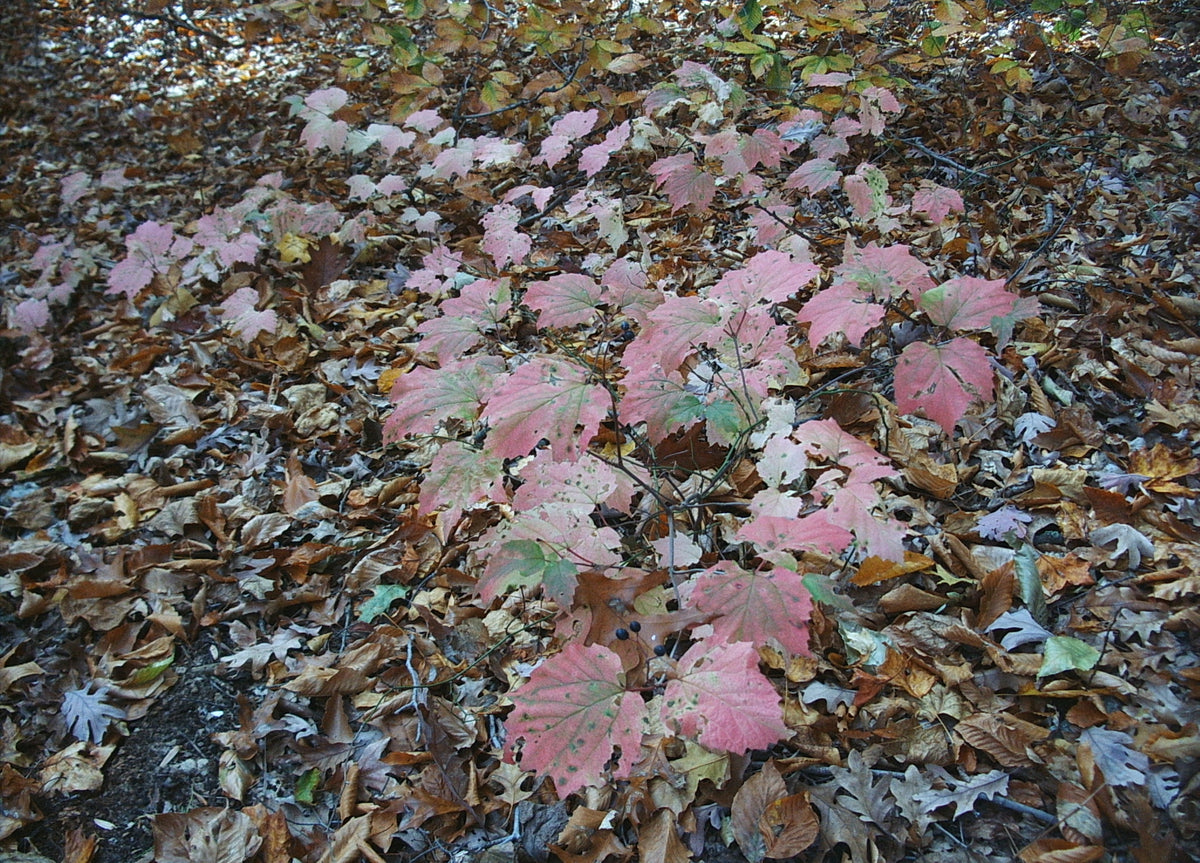 Viburnum acerifolium (Mapleleaf Viburnum)